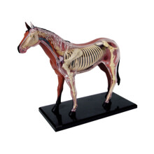 Modelo de Anatomia de ÓRgãO Animal 4D InteligêNcia de Cavalo Montagem Brinquedo de Ensino Modelo de Anatomia DIY Aparelhos Populares de CiêNcia