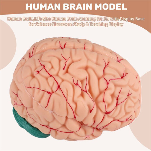 Human Brain,Life Size Human Brain Anatomy Model with Display Base, for Science Classroom Study & Teaching Display B 1