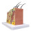 Skin Model, 35X Enlarged Anatomical Model Anatomy for Science Classroom Study Display Teaching Model 4