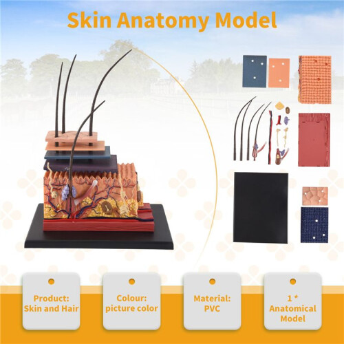 4D Human Skin Model Hair Organs Assembling Puzzle Model Teaching Model Manikin Science Anatomical Model 2