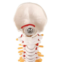 Miniaturmodell der WirbelsäUlenanatomie, 15,5-Zoll--WirbelsäUlenmodell mit Spinalnerven, Becken, Femur, Montiert Auf Einer Basis
