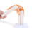 Anatomical Knee Joint with Ligaments Model, Human 1:1 Life Size, for Science Classroom Study, Display Teaching B 1