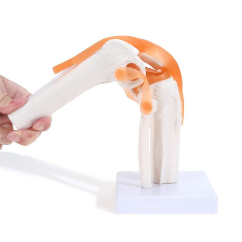 Anatomical Knee Joint with Ligaments Model, Human 1:1 Life Size, for Science Classroom Study, Display Teaching B