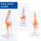 Anatomical Knee Joint with Ligaments Model, Human 1:1 Life Size, for Science Classroom Study, Display Teaching B 3