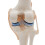 Anatomical Knee Joint with Ligaments Model, Life Size 6