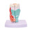 Human Throat Model, Anatomically Accurate Throat Model, Anatomy Classroom Learning Display Teaching Medical-Model 1