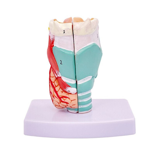 Human Throat Model, Anatomically Accurate Throat Model, Anatomy Classroom Learning Display Teaching Medical-Model