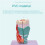 Human Throat Model, Anatomically Accurate Throat Model, Anatomy Classroom Learning Display Teaching Medical-Model 4