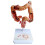 Teaching Model,Human Large Intestine Anatomy Model Visceral Lesion Model Human Digestive System Learning Model 1