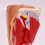 Human Throat Model, Anatomically Accurate Throat Model, Anatomy Classroom Learning Display Teaching Medical-Model 6