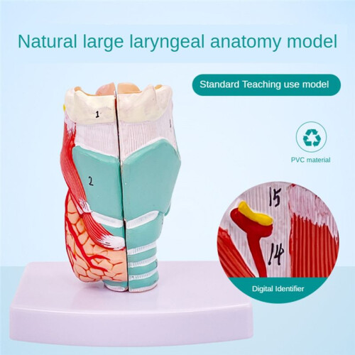 Human Throat Model, Anatomically Accurate Throat Model, Anatomy Classroom Learning Display Teaching Medical-Model 2