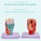 Human Throat Model, Anatomically Accurate Throat Model, Anatomy Classroom Learning Display Teaching Medical-Model 5