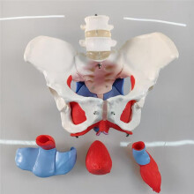 New 2-Section Lumbar Belt Female Pelvic Floor Muscle Model Detachable Pelvic Model Hip Bone Human Skeleton Anatomy Model