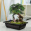 2X Large Flower Pot Rectangle Bonsai Nursery Planter Balcony Container 29X21X10.5cm 7