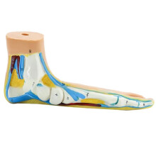 Foot Anatomy Model, Human Anatomy Foot Model, Normal Flat Arched Foot Model, Human Foot Muscle Model Flat Feet(Flatfoot)