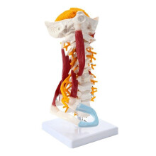 1:1 Lebensgroße Halswirbel, Wirbelkörper, Halswirbelsäule, Nervenmodell, Menschliche Anatomie, Rückenmark, Halswirbel