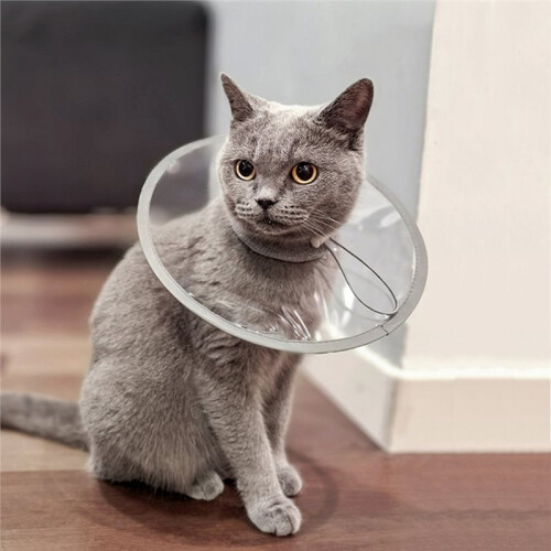 Soft Cat Recovery Collar Protective Adjustable Pet Cone Collar for After Surgery Comfortable Elizabethan Collar M 1