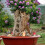 Ornamente Set Mediterraner Für DIY Garten 5