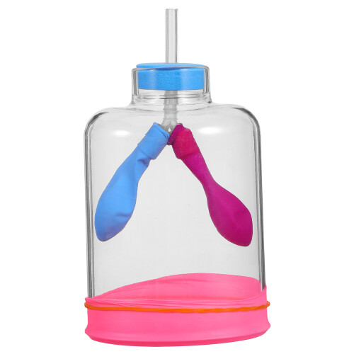 3 Sets Lung Breathing Model For Teaching Realistic Respiratory Process 2