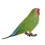 3Pz Giochi Cognitivi Pappagallo Ornamentali E Didattici 1
