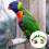 Per Uccelli Morsicabile Colorato in E Legno 9