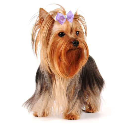 60Ud Para Pelo Con Lazo Multicolor Para Perros Y