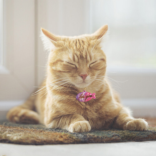 Katten Tag en Vis Sleutelhanger Mold Hond Botvormige Tag 1