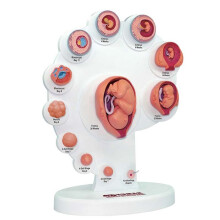 4D Menselijk Embryo Ontwikkeling Anatomisch Model Foetaal Groeiorgaan Onderwijs Alpinia Geassembleerd Speelgoed