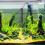 9 Thermometerstickers 10-40 Aquarium En Schildpads 5