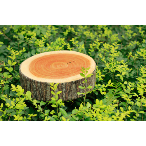 Μαξιλάρι Forest Decor Soft Circle, Στρογγυλό ριχτάρι για στήριξη μαξιλαριού κόκκυγα, 2