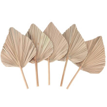 Folhas de Palmeira Secas para DecoraçãO de Quarto 5 PeçAs - 18 Polegadas H X 10 Polegadas W DecoraçãO Natural em Folha de Palmeira para um
