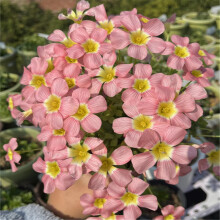 Oxalis Bulbs Lucky Clover Plant Evergreen Mixed Colors Symbol of Good Luck 8 Bulbs Set