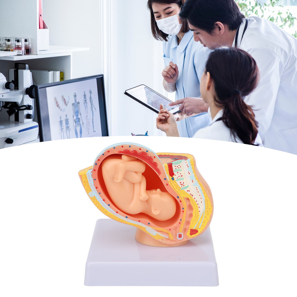 Pregnancy Pelvis Anatomy Model Removable Baby Fetus 9 Months Teaching Aid