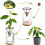3 Pack Avocado Growing Kit, Glass Seed Starter Vase with Bamboo Base for Easy Sprouting Ref: 8867 2