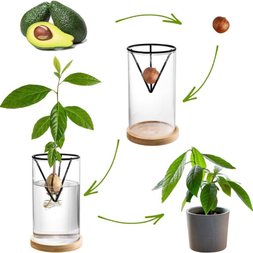 3 Pack Avocado Growing Kit, Glass Seed Starter Vase with Bamboo Base for Easy Sprouting Ref: 8867 1