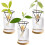 3 Pack Avocado Growing Kit, Glass Seed Starter Vase with Bamboo Base for Easy Sprouting Ref: 8867 4