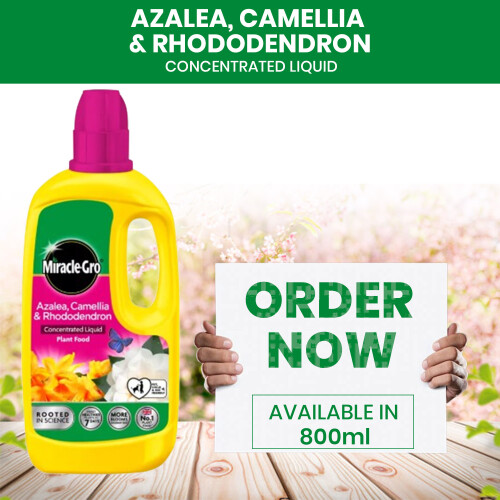 Miracle-Gro Miracle Gro Azalea Camellia & Rhododendron 800ML 1