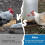 20 Pack Horizontal Chicken Nipples Waterer - Automatic Poultry Drinkers for Easy Installation and Clean Water Supply 3