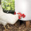 20 Pack Horizontal Chicken Nipples Waterer - Automatic Poultry Drinkers for Easy Installation and Clean Water Supply 2