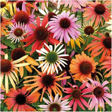20 Coneflower Seeds Echinacea Purpurea Perennial Garden Seed Pack For Pollinators Full Sun Zone 39