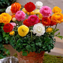 Ranunculus Pink White Purple Pastel Blooms Garden Bouquet 4 Rhizomes Garden Planting Bulbs