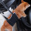 Dog Lift Harness for Small Medium Large Dogs No Pull Assist-M 6