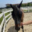 Εξελιγμένη μάσκα προστασίας από μύγες Horse Eye, ελαστική μάσκα μυγών με προστασία UV, 5
