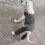 Comfortable Dog Sleeve Guards Against Licking Multiple Size-XXL 7