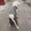 Comfortable Dog Sleeve Guards Against Licking Multiple Size-XXL 5