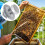 4 PCS Ants Proof Hives Feet Essential Beekeeping Accessory 4