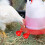 Smart Poultry Water Management, Automatic Chicken Waterer Cups With Gravity Fed System For An Uninterrupted Clean Water Supply 5