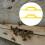 Pack of 2 Multiple Frame Hive Honeycomb Spacers Rakes Accurate 5