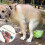 Telescoping Pet Waste Grabber For Easy Cleanup On-S size A 3