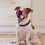 Dog Goggles Eye Protecting Sunglasses Windproof Personality 6